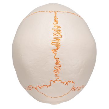 Crâne classique avec la mâchoire ouverte