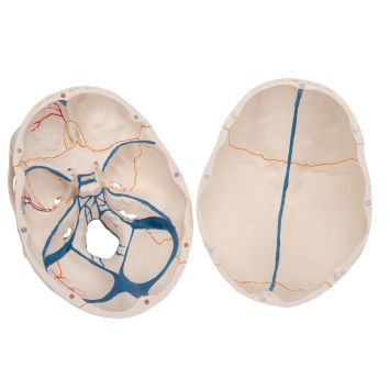 Crâne classique avec la mâchoire ouverte