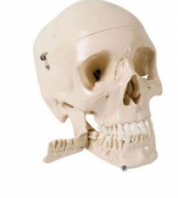 Crâne classique avec mâchoire ouverte 3 pièces